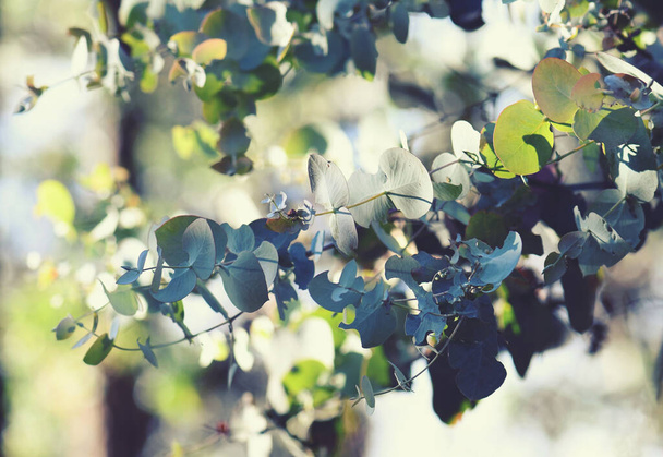 Flora australiana fundo de folhas ovadas iluminadas pelo sol da goma-de-prata nativa australiana, Eucalyptus cinerea, família Myrtaceae. Também conhecida como a Maçã Argyle. Endêmica de Nova Gales do Sul. - Foto, Imagem