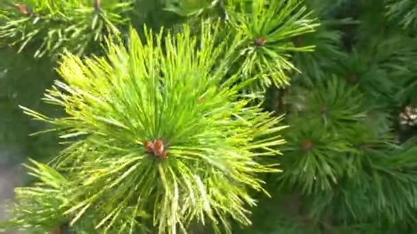 Close-up van een jonge groene tak van een dennenboom in het bos - Video