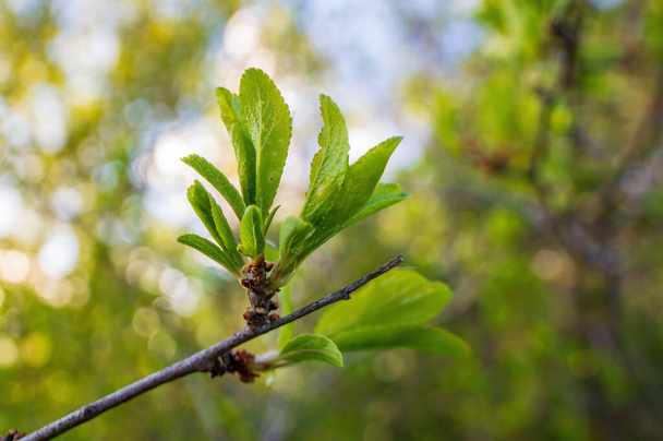 гілка з зеленим листям у лісі
 - Фото, зображення