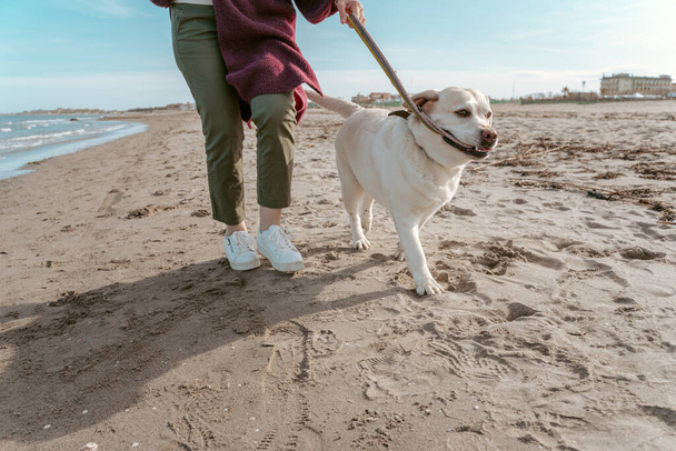 Cropped photo of a person taking a walk with the Labrador Retriever along the seashore - 写真・画像