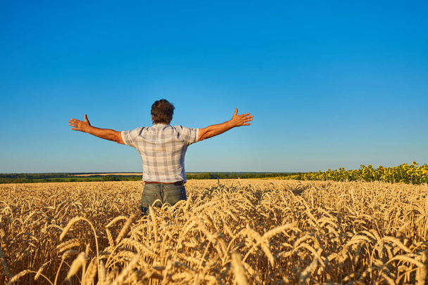 Ένας ενήλικας σε ένα χωράφι ανάμεσα σε ώριμα δημητριακά και σήκωσε τα χέρια του στα πλάγια. Συλλογή, αγροτική ζωή, έννοια της ελευθερίας. - Φωτογραφία, εικόνα