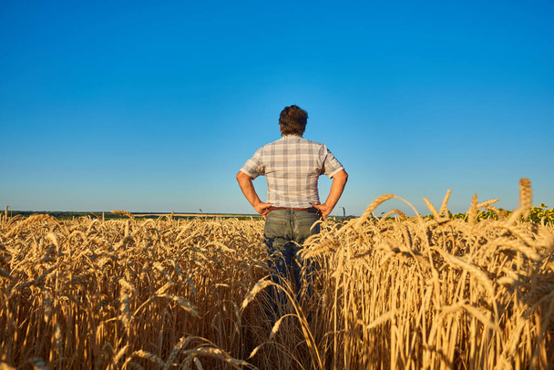 Satisfied mature farmer touching with care his ripe wheat field before the harvest, copy space - Photo, Image