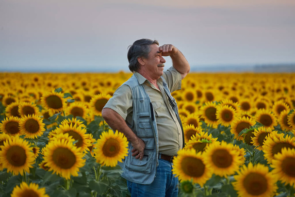 Exitoso granjero ucraniano en un campo de girasol. Hombre granjero mayor está de pie y sonriendo en un campo con un fondo de cielo pacífico. Ucrania. - Foto, imagen