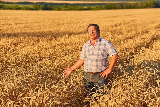 Tevreden volwassen boer raakt met zorg zijn rijpe tarweveld voor de oogst, kopieer ruimte - Foto, afbeelding