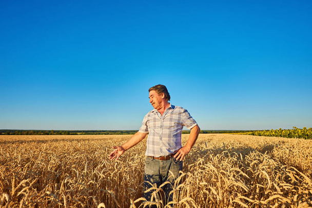 Ικανοποιημένος ώριμος αγρότης που αγγίζει με προσοχή το χωράφι του με το ώριμο σιτάρι πριν από τη συγκομιδή, αντιγράφει το χώρο - Φωτογραφία, εικόνα