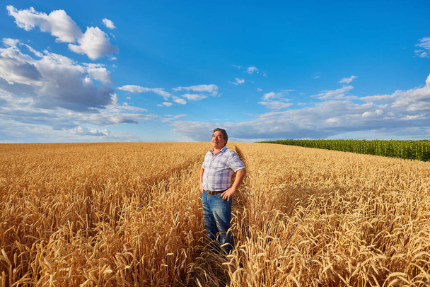 Granjero maduro satisfecho tocando con cuidado su campo de trigo maduro antes de la cosecha, copiar espacio - Foto, imagen