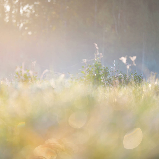 Forest meadow (lawn) at sunrise. Plants, dew drops. Morning fog, soft sunlight, sunbeams, golden hour. Idyllic landscape. Picturesque scenery. Nature, environment, ecology - Foto, Imagen