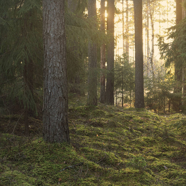 Ścieżka przez wzgórza majestatycznego wiecznie zielonego lasu. Potężne sosny i świerki. Miękkie złote światło zachodu słońca. Idylliczna jesienna scena. Natura, pory roku, środowisko, ekoturystyka - Zdjęcie, obraz