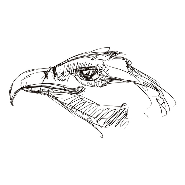sketch of a head eagle - Вектор,изображение