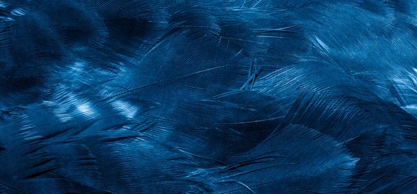 modrá jestřábí pera s viditelnými detaily. pozadí nebo textura - Fotografie, Obrázek
