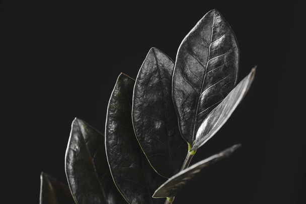 Zamioculcas Zamiifolia Raven, potted house plant with black leaves over black background with copy space. Spooky dark plants collection - Photo, Image