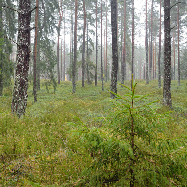 Panorámás kilátás nyílik a fenséges örökzöld erdőben. Hatalmas fenyő és lucfenyő, moha, páfrány, növények. Köd, köd, lágy napfény. Légköri táj. Természet, környezet, ökológia. Svédország, Skandinávia - Fotó, kép