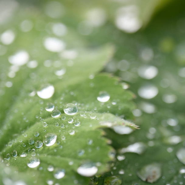 Fresh green leaves, crystal clear dew drops, extreme close-up. Natural texture, background, macro photography. Pure nature, ecology, environment - 写真・画像