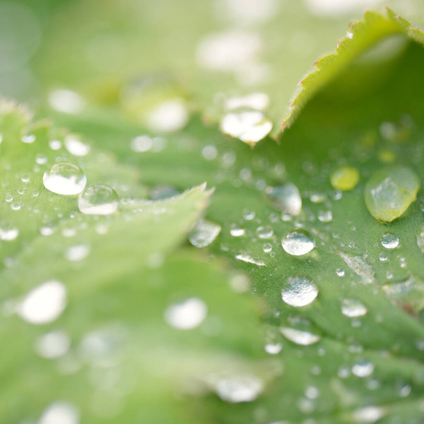 Fresh green leaves, crystal clear dew drops, extreme close-up. Natural texture, background, macro photography. Pure nature, ecology, environment - Photo, image
