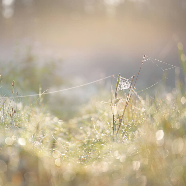 Forest meadow (lawn) at sunrise. Plants, dew drops. Morning fog, soft sunlight, sunbeams, golden hour. Idyllic landscape. Picturesque scenery. Nature, environment, ecology - Zdjęcie, obraz