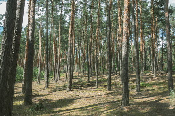 Beautiful summer forest with pine trees. Outdoor background - Fotó, kép