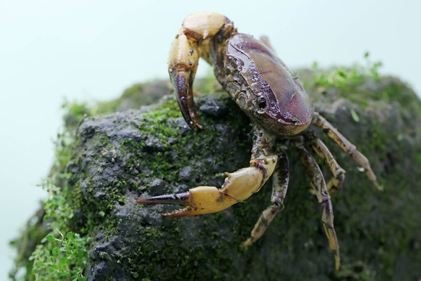 A field crab shows an expression ready to attack. This animal has the scientific name Parathelphusa convexa. - Photo, Image