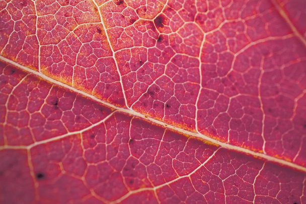 venas de hojas de árbol rojo, colores otoño fondo rojo  - Foto, Imagen