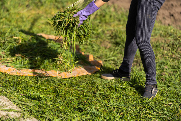 Grünes Gras vom Rasen reinigen. Die Frau harkt das Gras mit einer Metallharke zu einem Haufen. - Foto, Bild