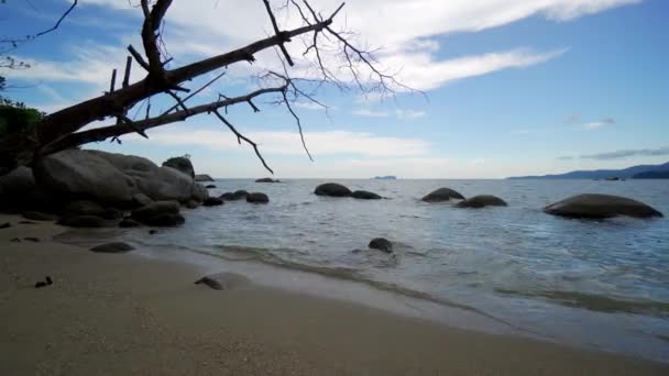 ゆっくりと裸の木の横のビーチから海に向かって移動 - 映像、動画