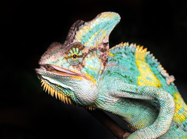 Chameleon - Zdjęcie, obraz
