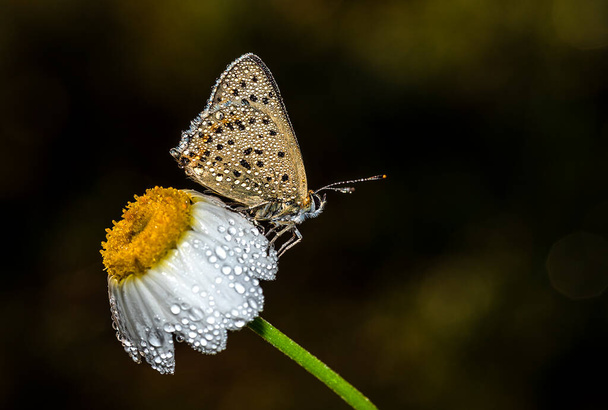 Vroeg in de ochtend, met dauw bedekte vlinders wachten tot de zon opkomt en drogen ze om te vliegen. - Foto, afbeelding