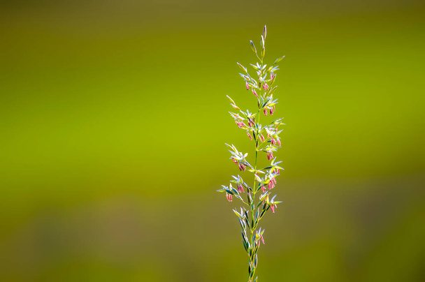 flores verdes de hierba en verano - Foto, imagen