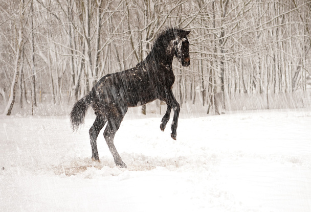 Hevonen talvella
 - Valokuva, kuva