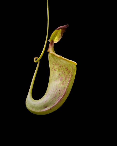 Pitcher plant also known as fly catcher isolated on black background. - Photo, Image