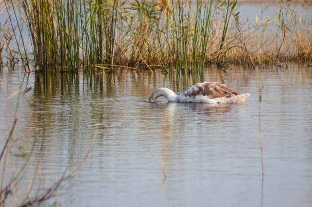 Primer plano del cisne buscando bajo el agua con caña reflejándose en el lago - Foto, Imagen