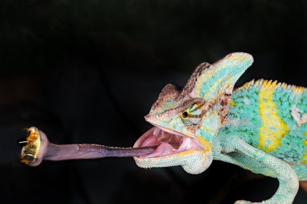Chameleon - Photo, Image