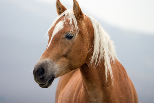caballo - Foto, imagen