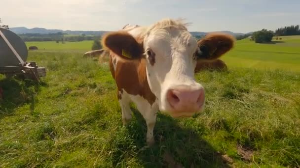 Luomuviljely Bayernin alueella Germaniassa. Söpöt ruskeat ja valkoiset lehmät laiduntavat niityllä kesällä, Baijerissa, Saksassa. Onnellinen lehmä laitumella. Maatalous sekä karjankasvatus ja maitotuotteet Alpeilla - Materiaali, video