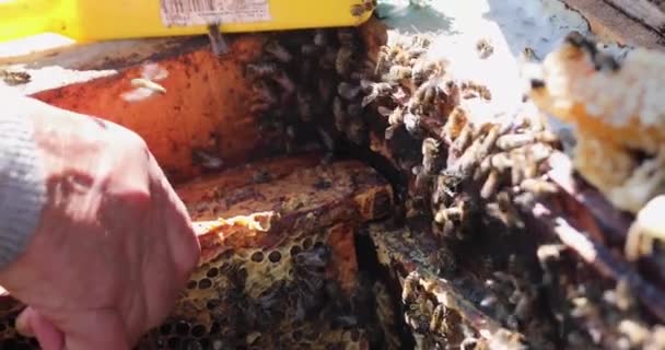beekeeper moves the frames with honeycombs, with bees and honey with his hands. Apitherapy - Footage, Video