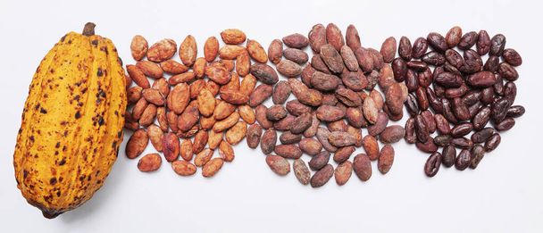 Draufsicht auf die Kakaoschote und den Haufen Kakaobohnen einschließlich roher Kakaobohnen und gerösteter Kakaobohnen mit und ohne äußere Schale oder Schale auf weißem Hintergrund.  - Foto, Bild