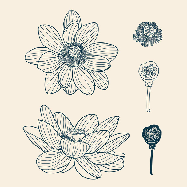 Lotus collection - Vector, afbeelding