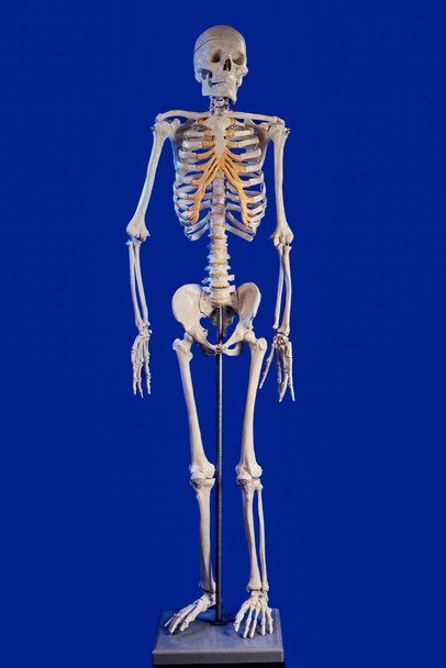 Emberi csontváz kék háttérrel  - Fotó, kép