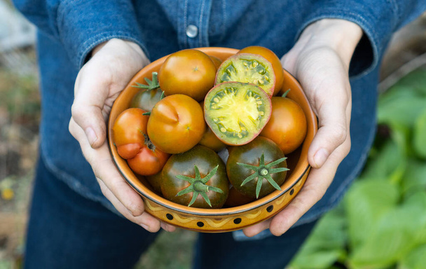 Çiftçi elinde çok sulu domateslerle Marz Green Striped üst veiw tutuyor. Yerel çiftçi pazarında organik taze ürünler satılıyor. Bahçıvanlık ve tarım kavramı. Kadın işçi elleri. - Fotoğraf, Görsel
