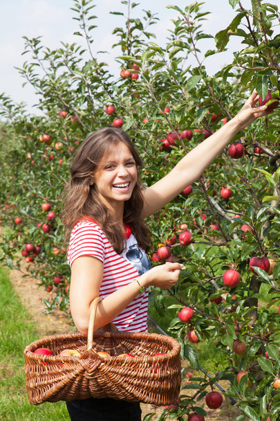 Woman in apple orchard - Fotoğraf, Görsel