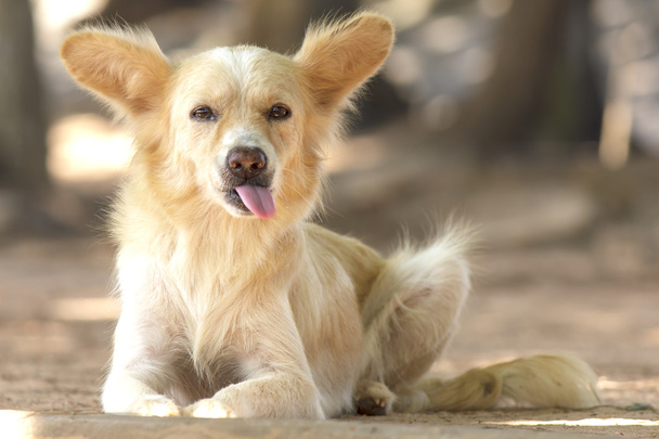 Cute stray dog - Stock Image - Photo, Image