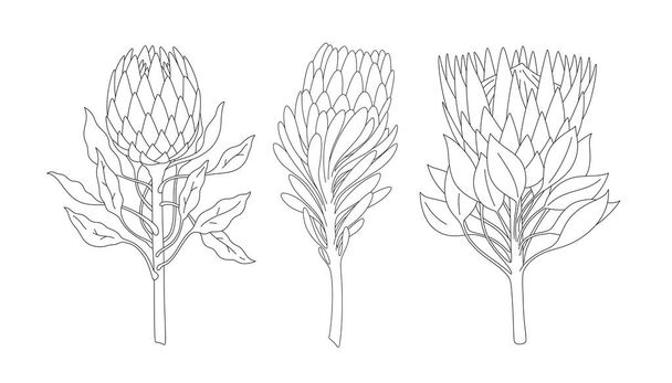 Hand drawn line set of branches of protea isolated on white background. Linear sketches. Minimalist prints collection. Vector EPS 10 - Vektor, Bild
