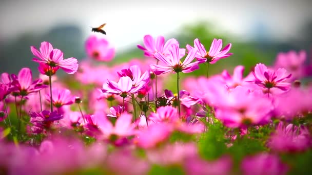 mező rózsaszín virágok - Felvétel, videó