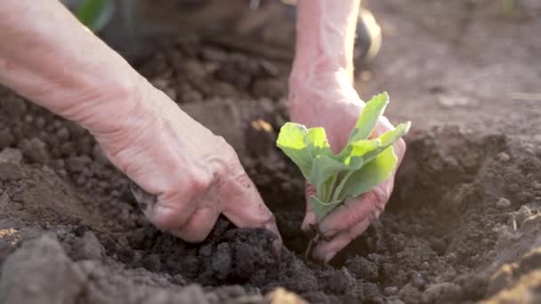 Nahaufnahme älterer weiblicher Hände, die Grünkohl-Sämlinge in die Erde legen. Städtischer Bauer pflanzt Gemüse im Garten für eine frische biologische Ernte. Slo-Bewegung aus nächster Nähe - Filmmaterial, Video