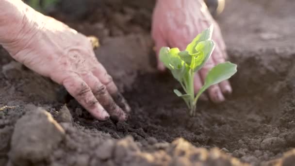 Idősebb nők keze, akik káposztaföldet ültetnek termékeny fekete talajba naplementekor. Városi nyugdíjas farmer, aki a kertben dolgozik, friss élelmiszert termeszt. Slo mozgás lezárva. - Felvétel, videó