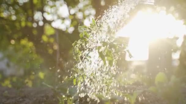 Slo motion lähikuva vesipisaroita kaatamalla auringonvalaistu tomaatti itävät kesällä. Viljelijä puutarhassa kastelu vihreä kasvi. Ympäristönsuojelu, kuivuus, vesipula ja luonnonmukainen kestävä elintapa  - Materiaali, video