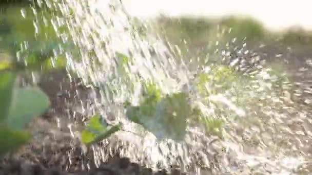 Farmer watering fresh small cabbage plants in garden. Sunlit drops pouring on green vegetable on sunlit background. Agriculture, environment protection, agribusiness, urban gardening. Slo motion - Footage, Video