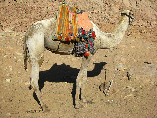 Escalade du chameau Mont Sinaï, chameau, Egypte
 - Photo, image