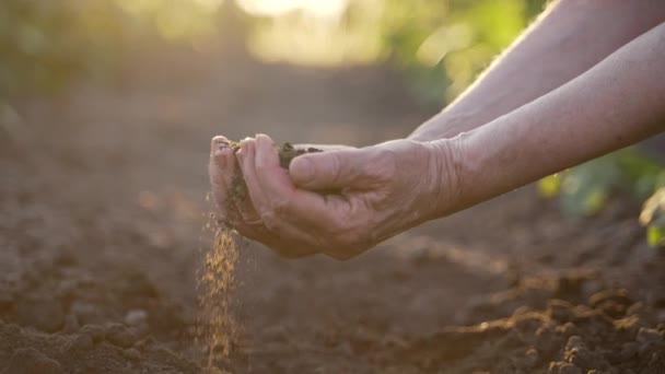 Yaşlı kadın çiftlik işçisinin elleri kalitesini ölçmek için iki eliyle verimli toprak topluyor. Tarlada çalışan tarımcı, parlak günbatımı arka planındaki toprağı kontrol ediyor. Yaklaş, Ağır çekim. - Video, Çekim