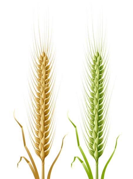 Желтые и зеленые колосья пшеницы
 - Вектор,изображение