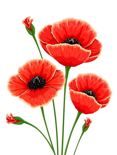 κόκκινα άνθη παπαρούνας - Διάνυσμα, εικόνα